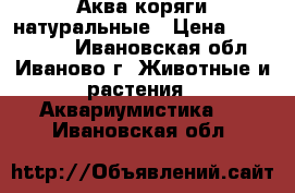 Аква коряги натуральные › Цена ­ 700-1200 - Ивановская обл., Иваново г. Животные и растения » Аквариумистика   . Ивановская обл.